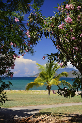 Palm Trees | Nevis | Four Seasons Resort Estates