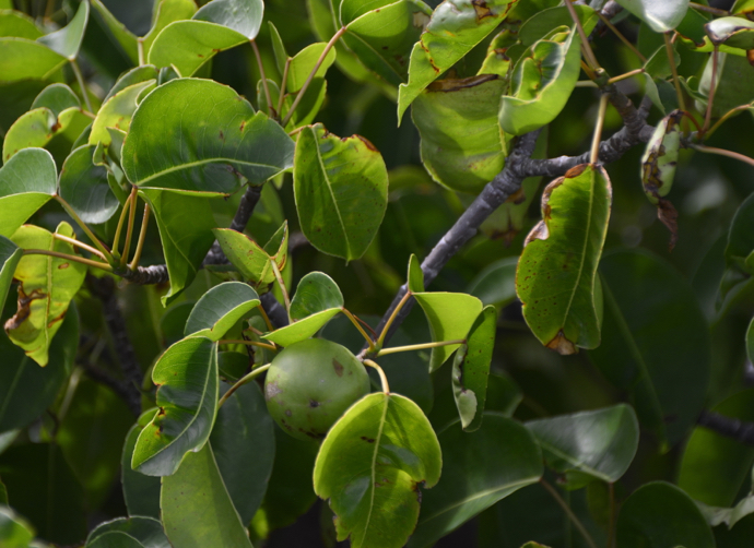 Poison Apple Trees | Nevis | Four Seasons Resort Estates